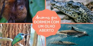 Animais que dormem com um olho aberto