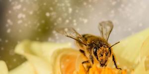 Tipos de abelhas: espécies, características e fotos