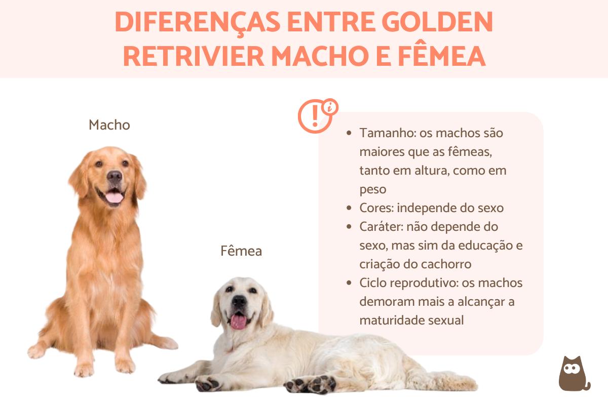 Diferenças entre golden retriever macho e fêmea