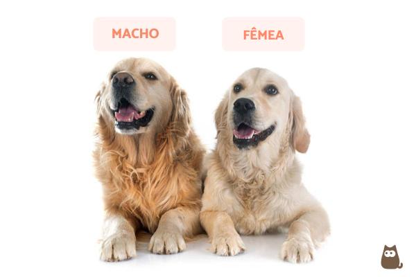 Diferenças entre golden retriever macho e fêmea - Qual escolher, golden retriever macho ou fêmea?
