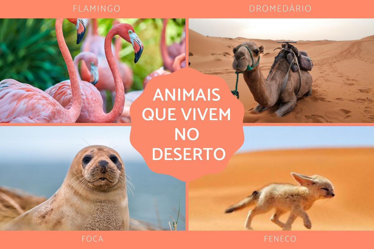 Animais do deserto - Quais são e suas características