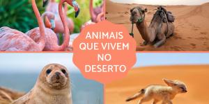 Animais do deserto - Quais são e suas características
