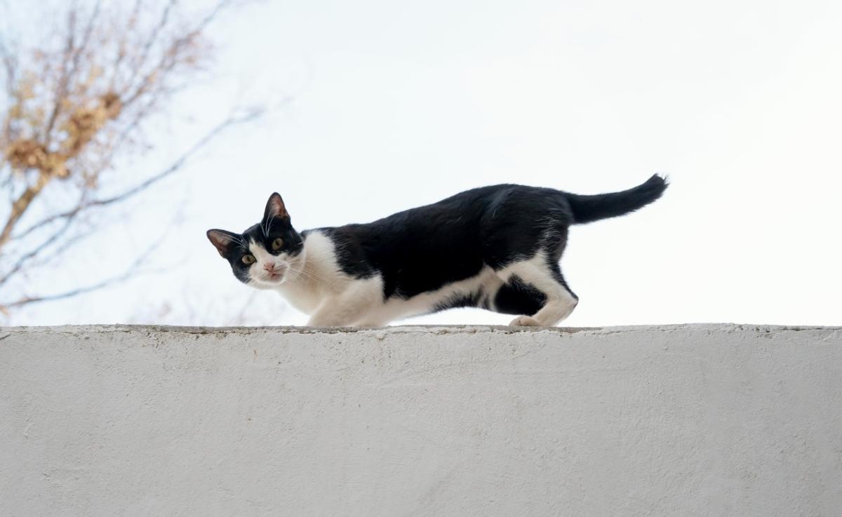 Síndrome do gato paraquedista: o que é e tratamentos