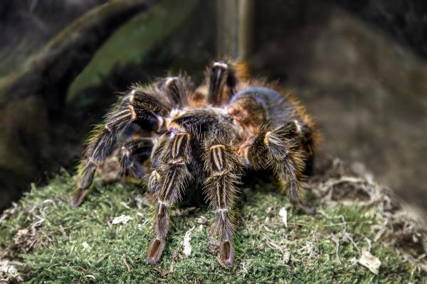 Tipos de aranhas-caranguejeiras - Aranha-comedora-de-pássaros (Theraphosa blondi)