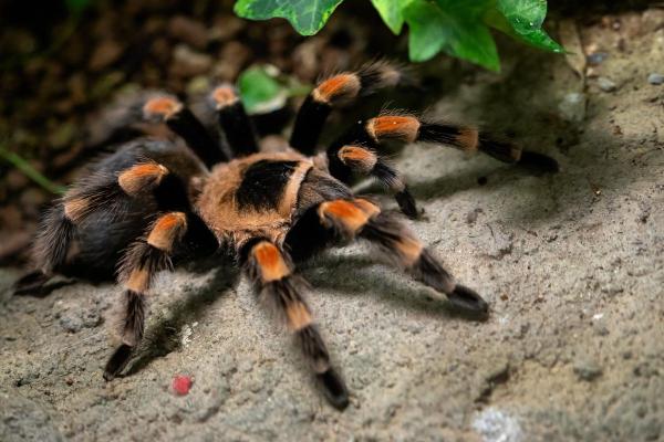 Tipos de aranhas-caranguejeiras - Caranguejeira de Joelho Vermelho Mexicana (Brachypelma smithi)