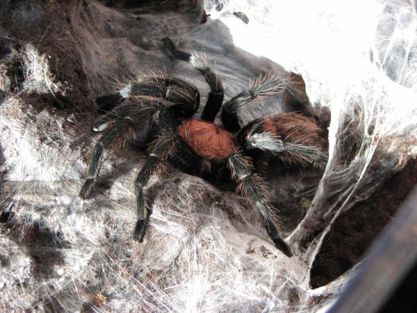 Tipos de aranhas-caranguejeiras - Davus fasciatus