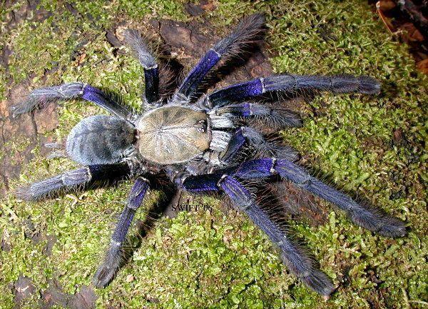 Tipos de aranhas-caranguejeiras - Lampropelma violaceopes