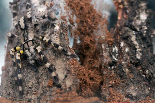 Tipos de aranhas-caranguejeiras - Poecilotheria regalis