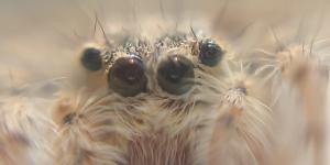 Quantos olhos tem uma aranha?