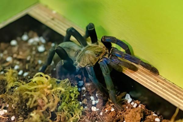 Tipos de aranhas-caranguejeiras - Tarântula-azul-cobalto (Haplopelma lividum) 