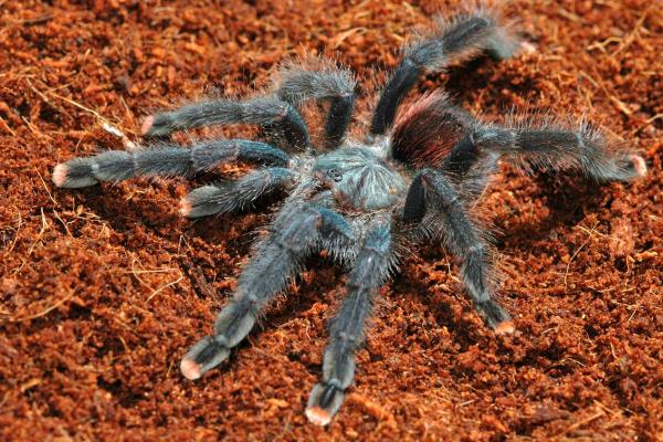 Tipos de aranhas-caranguejeiras - Tarântula de dedos rosa ou Aranha Macaco (Avicularia avicularia)