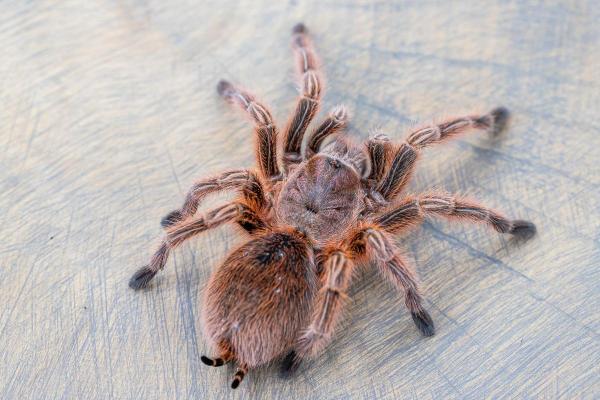 Tipos de aranhas-caranguejeiras - Tarântula-rosa (Grammostola rosea)