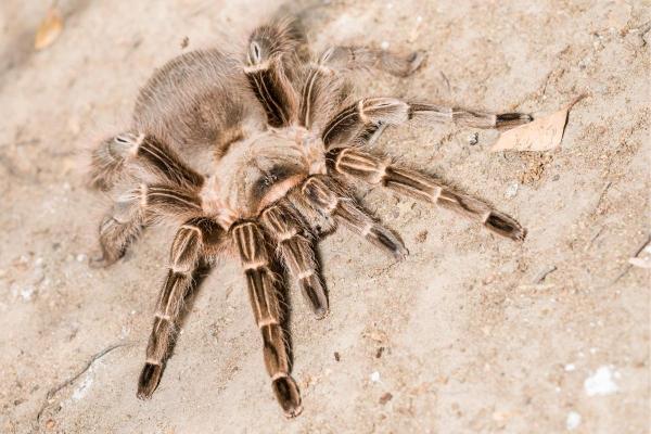 Tipos de aranhas-caranguejeiras - Tarântula-zebrada