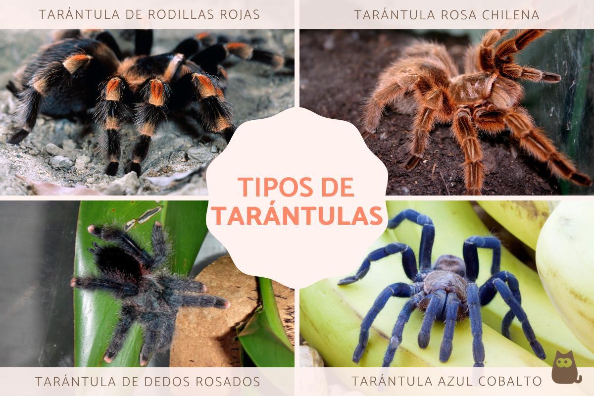 Tipos de aranhas-caranguejeiras
