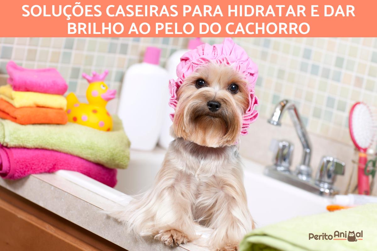 Como fazer condicionador caseiro para cães?