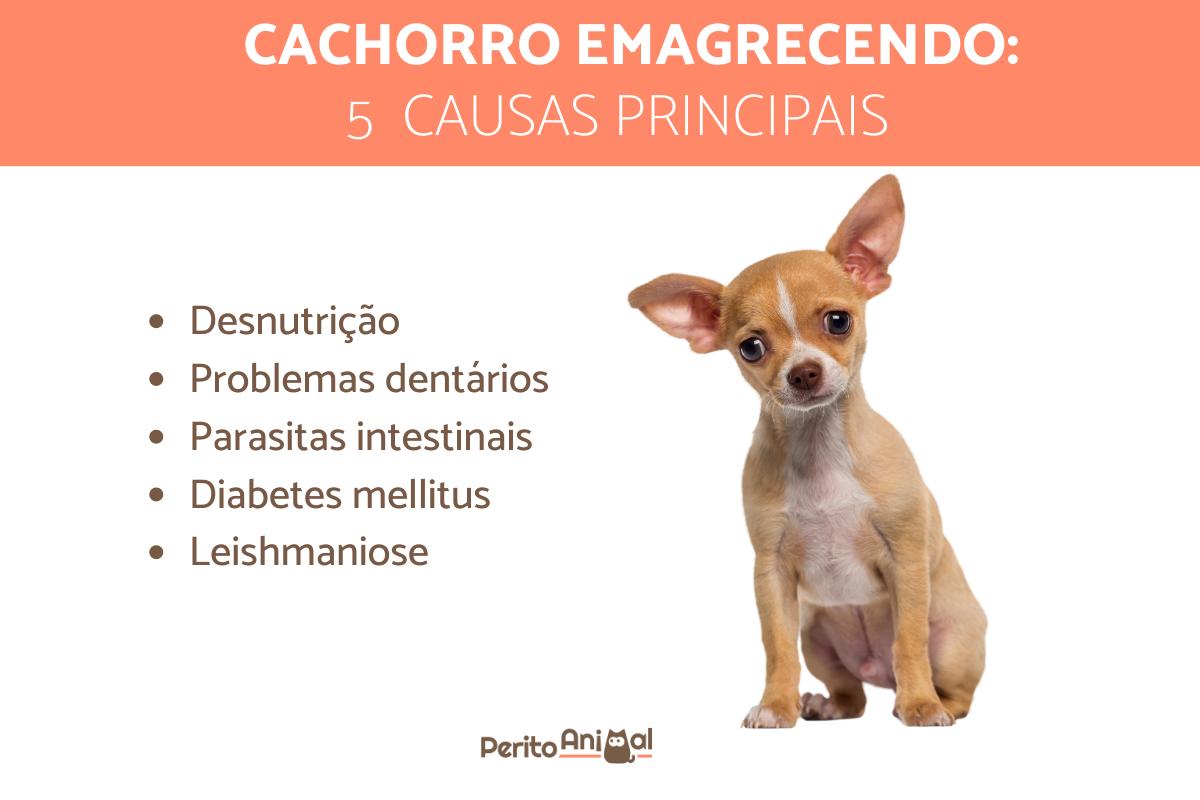 Cachorro emagrecendo - Causas e o que fazer