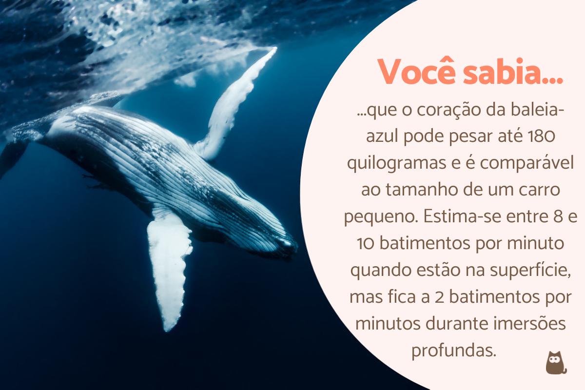 Curiosidades sobre a baleia-azul