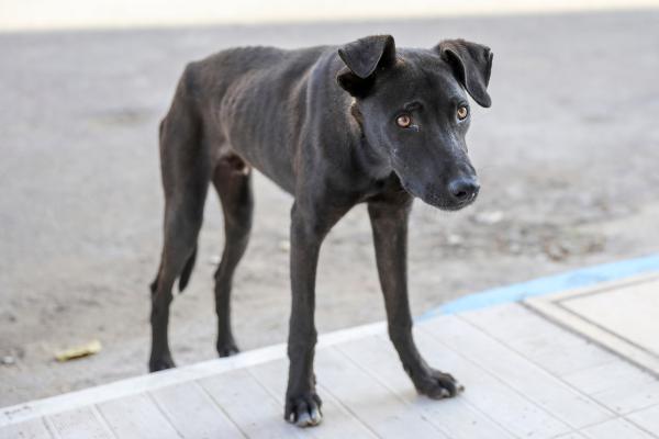 Cachorro emagrecendo - Causas e o que fazer - O que pode estar acontecendo quando o cachorro emagrece muito?