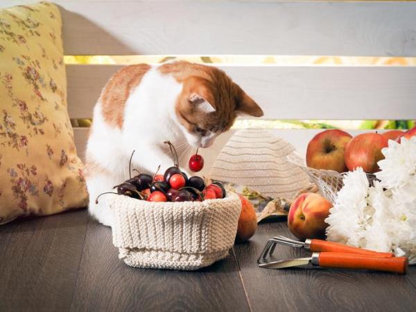 Gato vegano ou vegetariano: é possível? - Se os gatos são carnívoros, um gato vegano pode morrer?