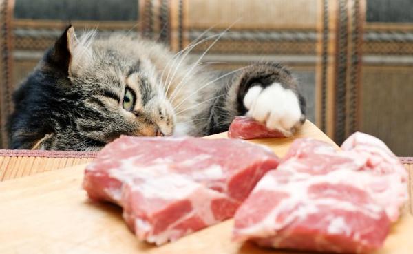 Gato vegano ou vegetariano: é possível? - Um gato pode ser vegetariano ou vegano por conta própria?