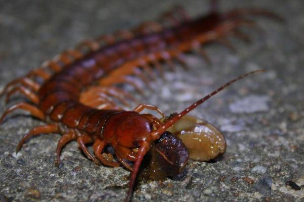 Tipos de centopeias - Centopeia da Tasmânia e da Nova Zelândia (Craterostigmomorpha)