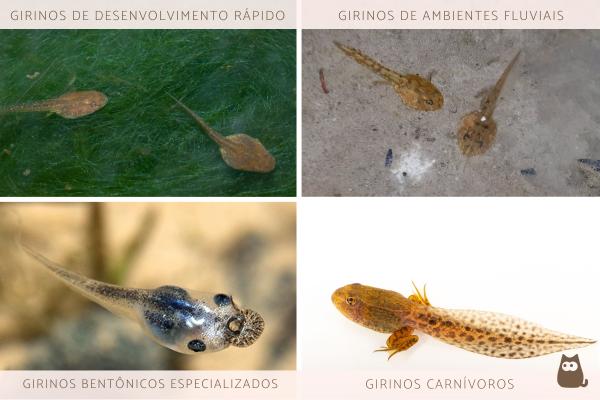 O que é girino e que tipos existem? - Como os tipos de girinos são classificados?