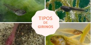 O que é girino e que tipos existem?
