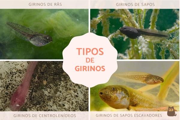 O que é girino e que tipos existem?