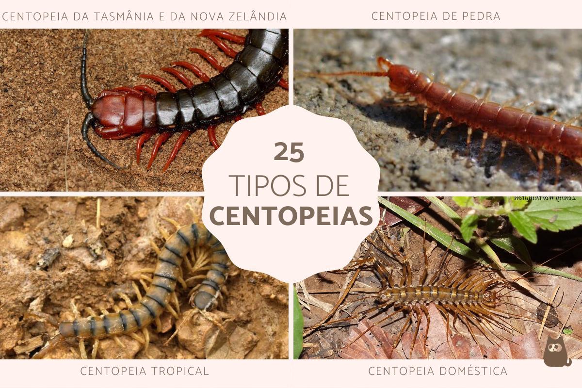 Tipos de centopeias