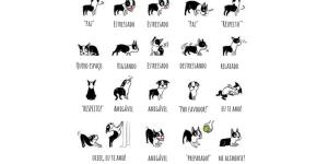 Linguagem do cachorro e os sinais de calma