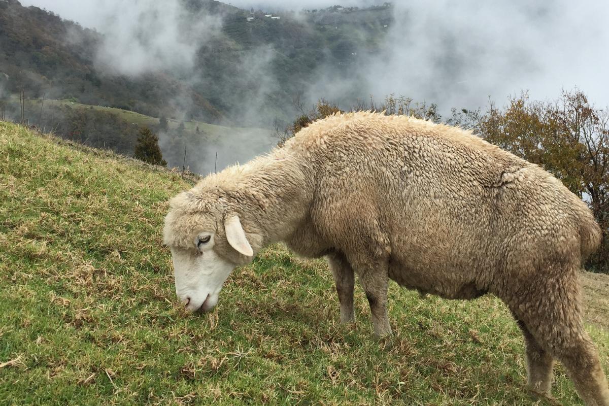 O que as ovelhas comem?