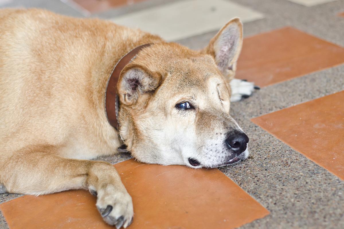 Cachorro tonto e caindo - Causas e o que fazer