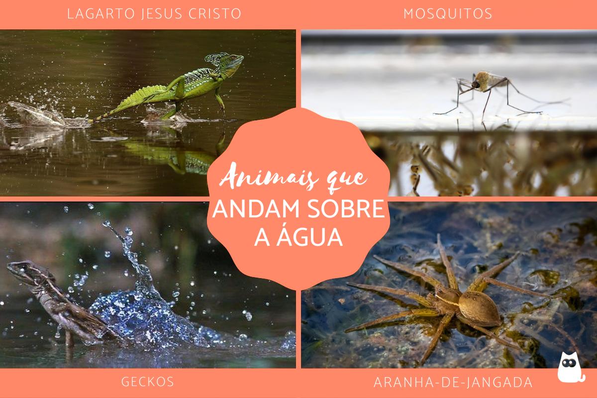 Animais que andam sobre a água