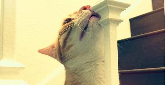Por que os gatos se esfregam nas pessoas e nas coisas