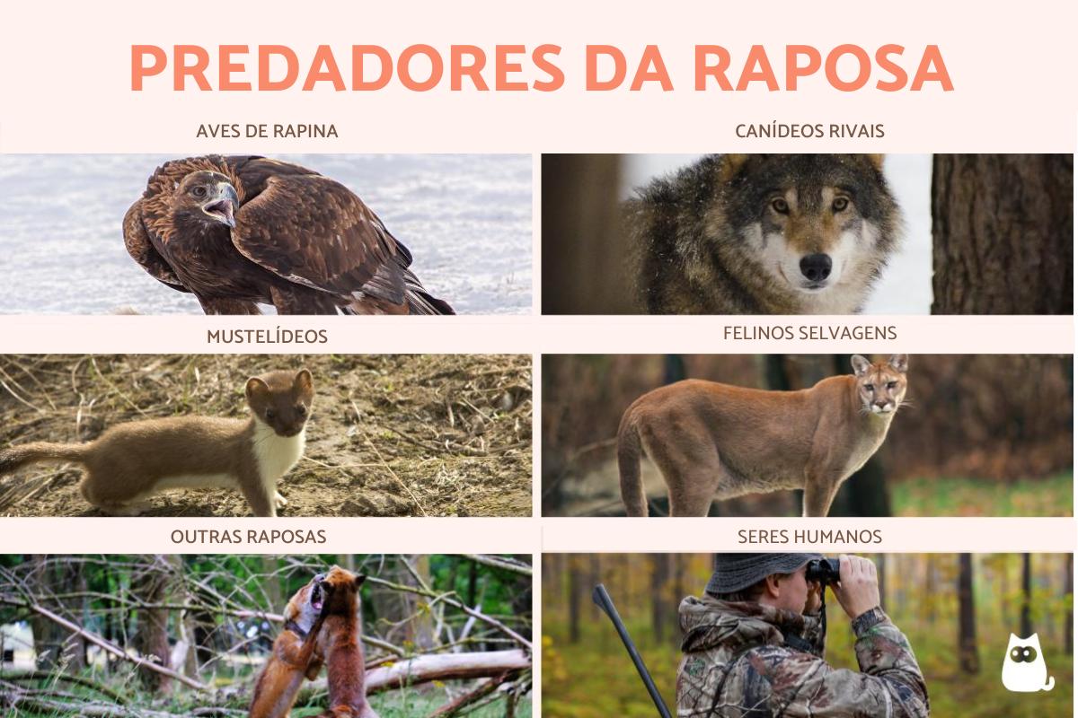 Predadores da raposa