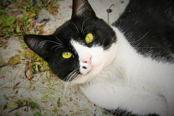 Por onde os gatos suam? - Como se refresca o gato?
