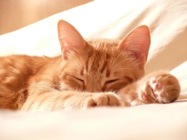 Por onde os gatos suam? - Glândulas sudoríparas felinas