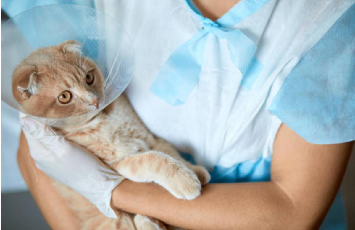 Quanto tempo depois de castrado o gato fica mais calmo?