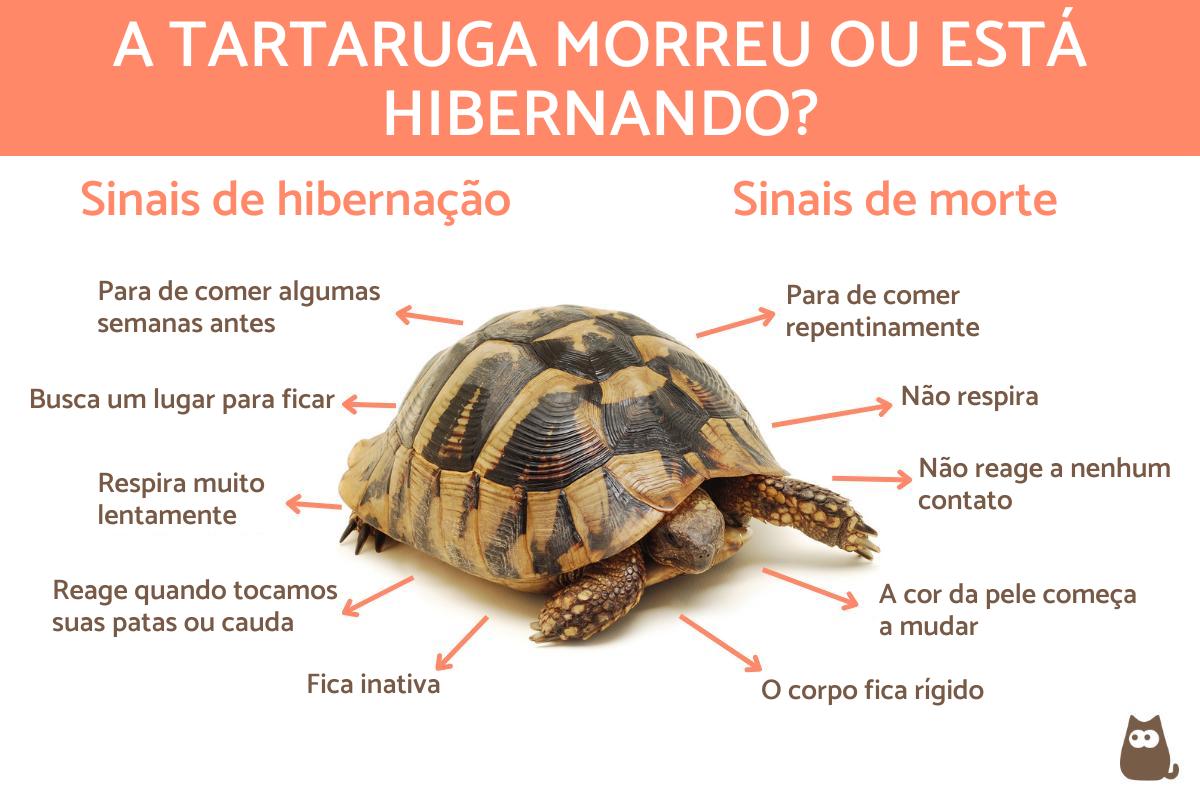 Como saber se a tartaruga morreu ou está hibernando?