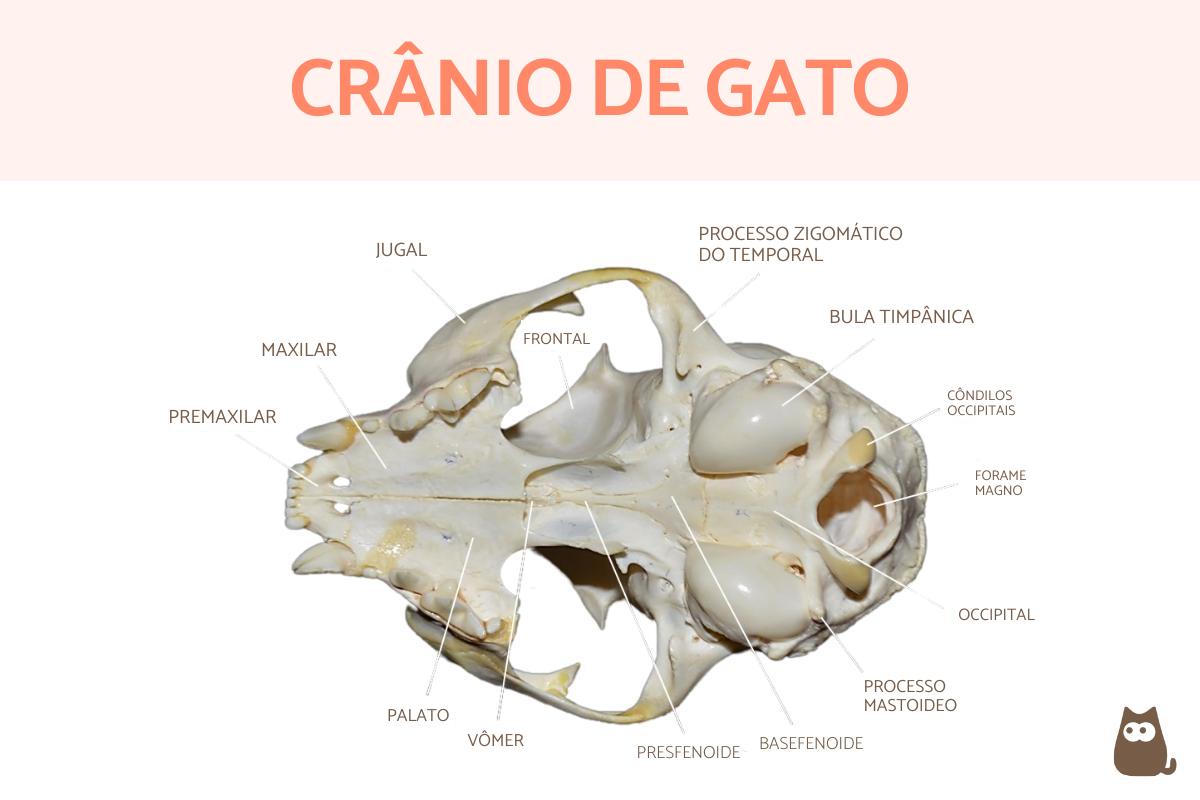 Crânio de gato e suas partes