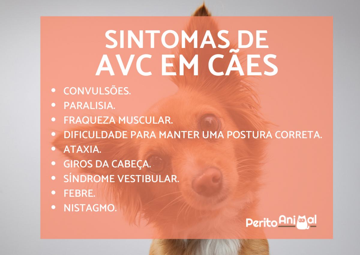 AVC em cães - Sintomas, causas e tratamento