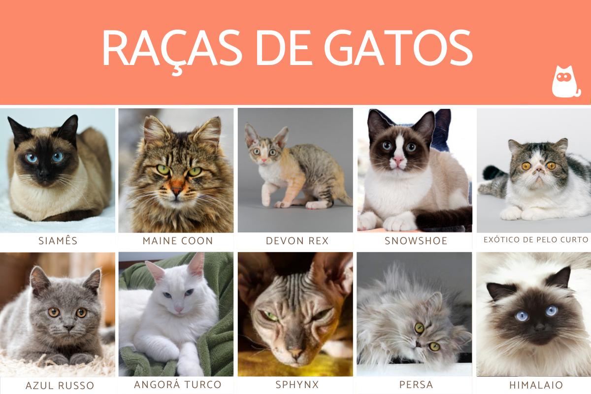 Nomes de Raças de gatos