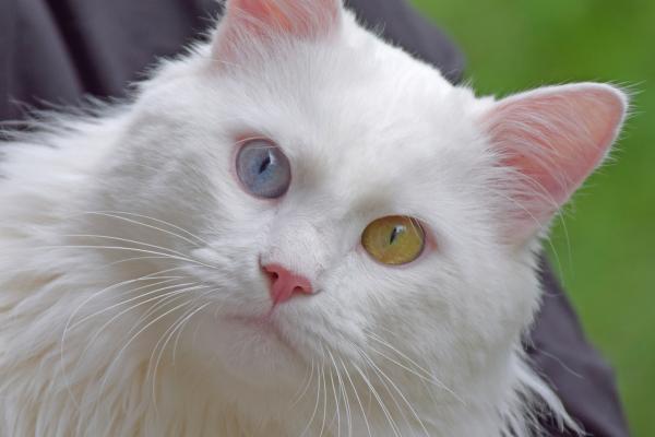 Nomes de Raças de gatos - Nomes de raças de gatos brancos