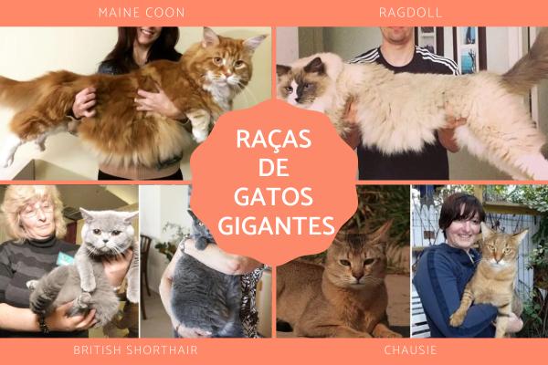 Nomes de Raças de gatos - Nomes de raças de gatos gigantes