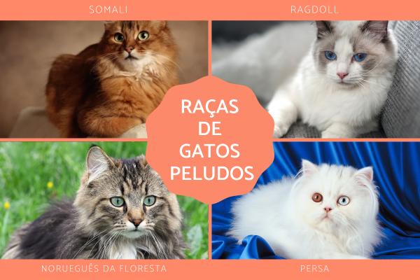 Nomes de Raças de gatos - Nomes de raças de gatos peludos