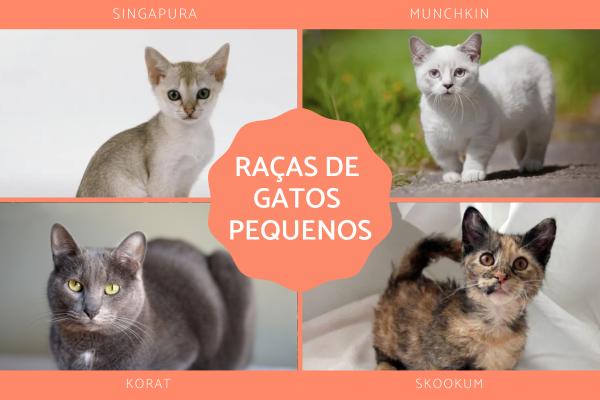 Nomes de Raças de gatos - Nomes de raças de gatos pequenos