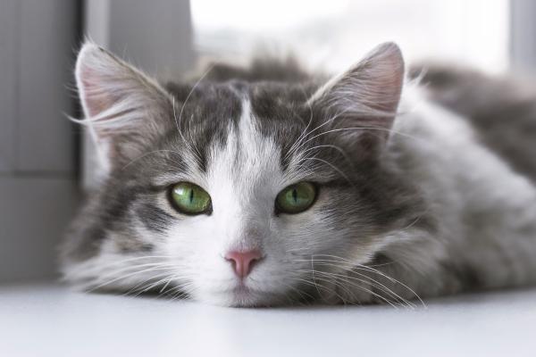 Nomes de Raças de gatos - Nomes de raças de gatos reconhecidas