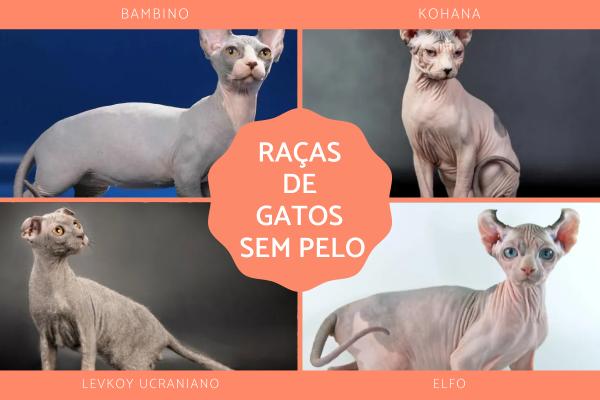 Nomes de Raças de gatos - Nomes de raças de gatos sem pelo