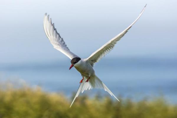 Animais aéreos - Exemplos e características - 6. Andorinha-do-ártico (Sterna paradisaea)
