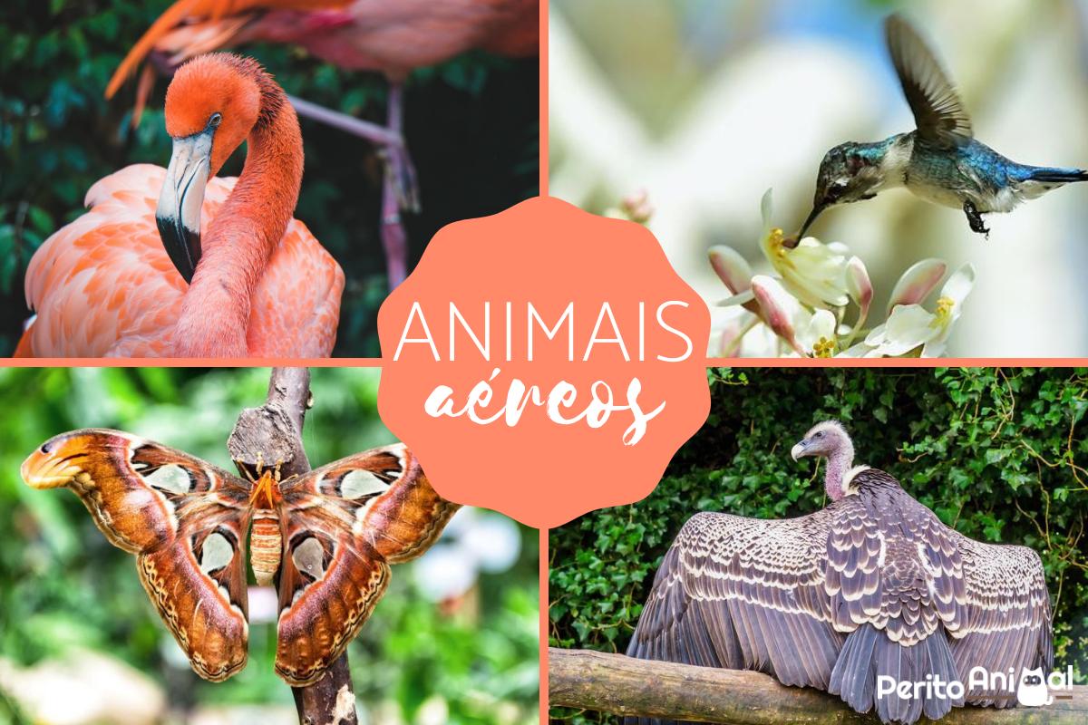 Animais aéreos - Exemplos e características